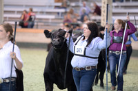 Owned Cow Calf Pair Ring Shots