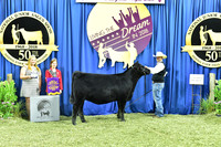 Bred Owned Champion Early Heifer Calf, Class 7, exhibited by Dawson Dal Porto APP_3377