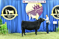 Bred Owned Class 13 1st Place exhibited by Abigail Colburn APP_3600