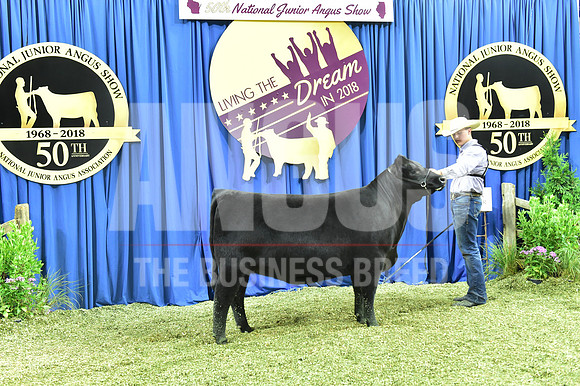 Bred Owned Class 17 1st Place exhibited by Eric Schaffer APP_3944