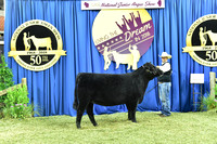 Bred Owned Class 15 1st Place exhibited by Dawson Dal Porto APP_3700