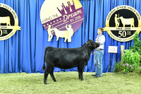 Bred Owned Class 5 1st Place exhibited by Ryan Callahan APP_3415