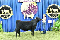 Bred Owned Class 10 1st Place exhibited by Lauren Wolter APP_3492