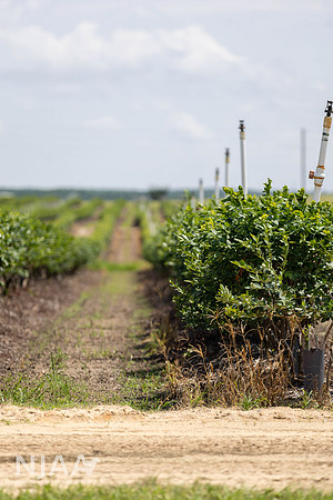 SouthernHillFarm_LEAD26_MB_R63_9861_E