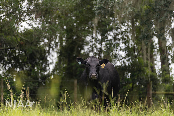 BearHillCattle_LEAD26_MB_R63_0104_E