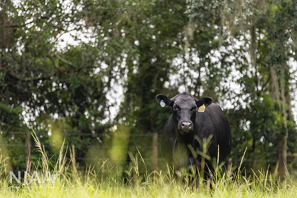 BearHillCattle_LEAD26_MB_R63_0105_E