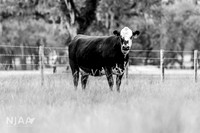 BearHillCattle_LEAD26_JL_R62_0798_E BW
