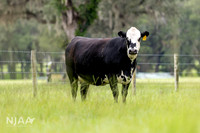 BearHillCattle_LEAD26_JL_R62_0799_E