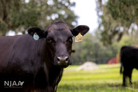 BearHillCattle_LEAD26_JL_R62_0813_E