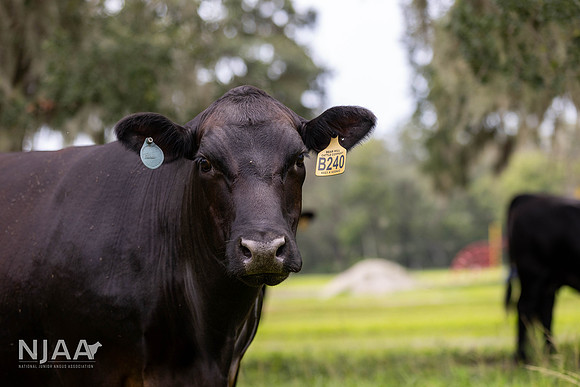 BearHillCattle_LEAD26_JL_R62_0813_E