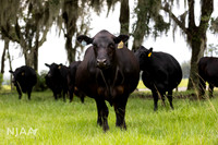 BearHillCattle_LEAD26_JL_R62_0816_E