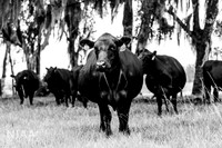 BearHillCattle_LEAD26_JL_R62_0817_E BW