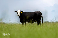 BearHillCattle_LEAD26_JL_R62_0825_E