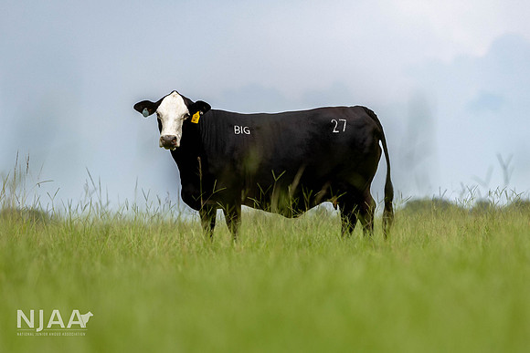 BearHillCattle_LEAD26_JL_R62_0825_E