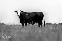 BearHillCattle_LEAD26_JL_R62_0826_E BW