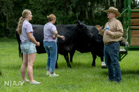 BearHillCattle_LEAD26_JL_R62_0831_E