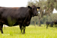 BearHillCattle_LEAD26_JL_R62_0839_E
