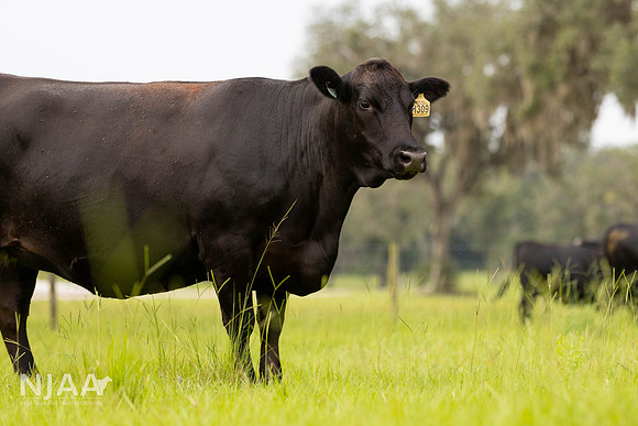 BearHillCattle_LEAD26_JL_R62_0839_E