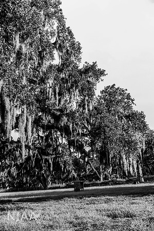 BearHillCattle_LEAD26_JL_R62_0910_E BW
