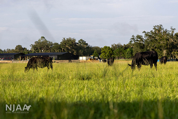 BearHillCattle_LEAD26_JL_R62_0941_E