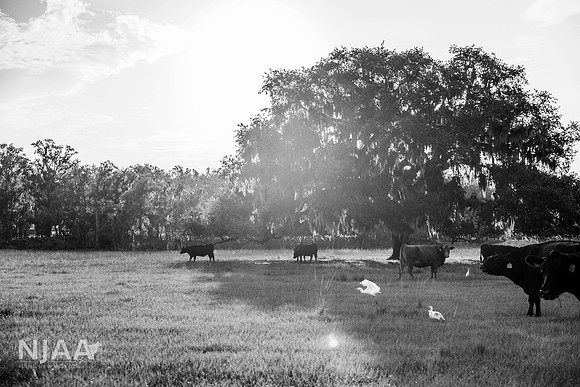 BearHillCattle_LEAD26_JL_R62_0951_E BW