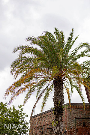DisneySprings_LEAD26_JL_R62_0751_E