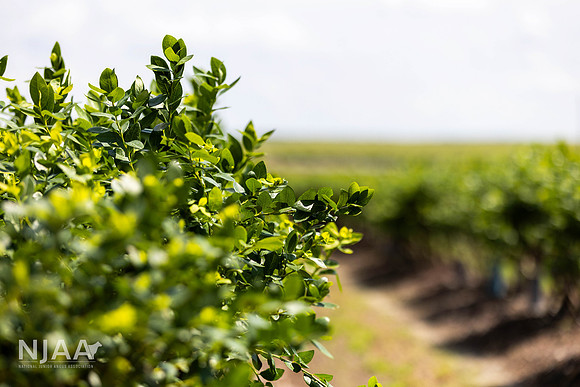 SouthernHillFarms_LEAD26_JL_R62_0401_E