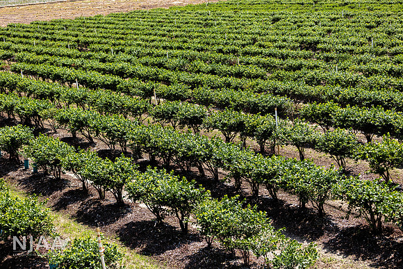 SouthernHillFarms_LEAD26_JL_R62_0403_E