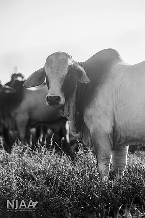 RanchTours_LEAD26_JL_R62_0155_E BW