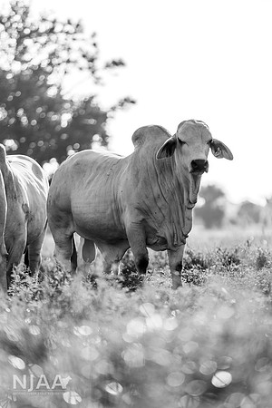 RanchTours_LEAD26_JL_R62_0198_E BW