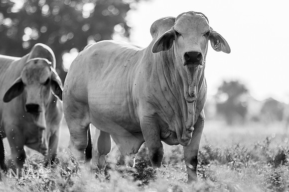 RanchTours_LEAD26_JL_R62_0196_E BW