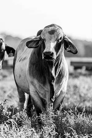 RanchTours_LEAD26_JL_R62_0234_E BW