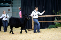 2015 NJAS | B&O Heifers Candids-#2